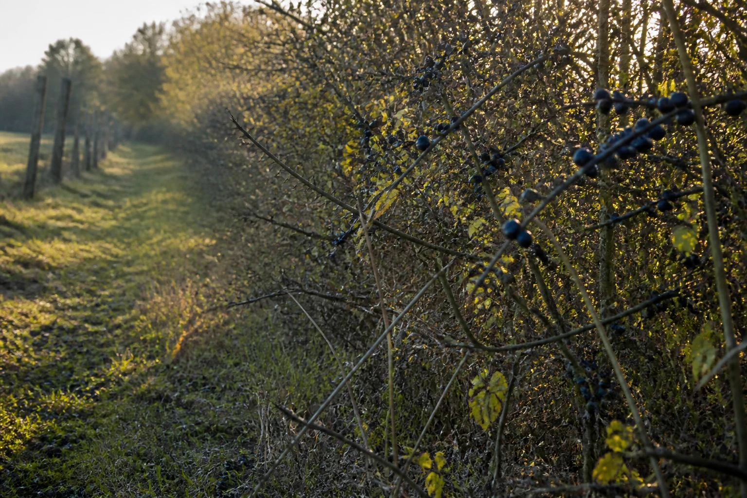 Prune sauvage toxique : risques, symptômes et bons réflexes
